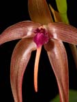 Bulb echinolabium closeup